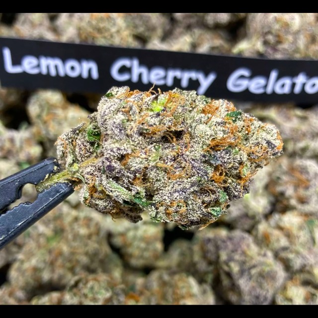 LEMON CHERRY GELATO - BACKPACK BOYZ CUT